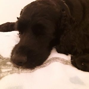 Meet your Posher, Mara